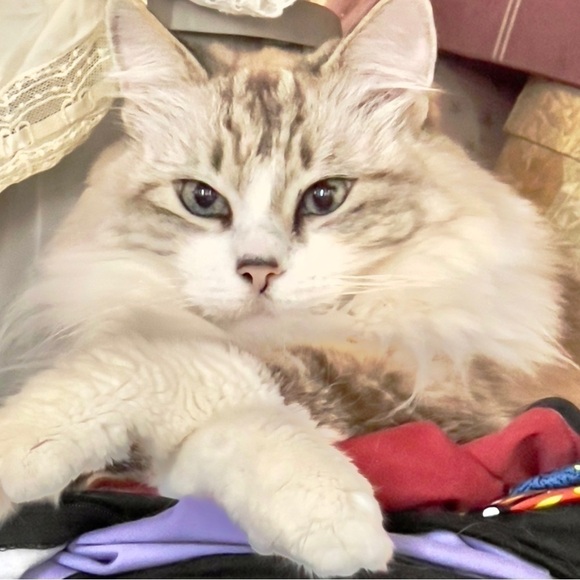 Vintage 1930s Velvet Soft Sheared Black Fur Coat Jacket Sz Small by Blum Bros - Picture 16 of 16